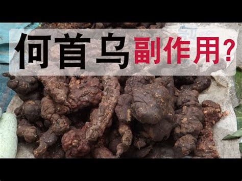 何首烏的功用|何首烏 的功效與作用有哪些？完整解析！